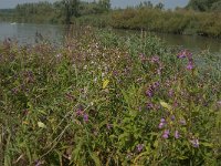 NL, Zuid-Holland, Dordrecht, Huiswaard 1, Saxifraga-Jan van der Straaten