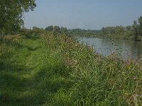 NL, Zuid-Holland, Dordrecht, Huiswaard 2, Saxifraga-Jan van der Straaten