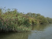 NL, Zuid-Holland, Dordrecht, Moldiep 2, Saxifraga-Jan van der Straaten