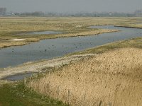 NL, Zuid-Holland, Goeree-Overflakkee, De Vingerling 6, Saxifraga-Jan van der Straaten