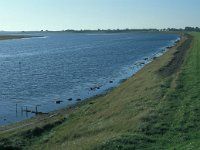 NL, Zuid-Holland, Goeree-Overflakkee, Preekhilpolder 1, Saxifraga-Jan van der Straaten