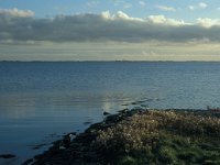 NL, Zuid-Holland, Goeree-Overflakkee, Preekhilpolder 8, Saxifraga-Jan van der Straaten