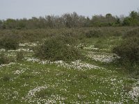 F, Bouches-du-Rhone, Arles, Domaine de la Pallisade 10, Saxifraga-Willem van Kruijsbergen