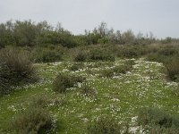 F, Bouches-du-Rhone, Arles, Domaine de la Pallisade 11, Saxifraga-Willem van Kruijsbergen