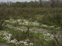 F, Bouches-du-Rhone, Arles, Domaine de la Pallisade 12, Saxifraga-Willem van Kruijsbergen