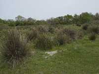 F, Bouches-du-Rhone, Arles, Domaine de la Pallisade 14, Saxifraga-Willem van Kruijsbergen