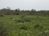 F, Bouches-du-Rhone, Arles, Domaine de la Pallisade 16, Saxifraga-Willem van Kruijsbergen