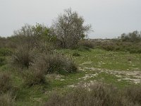 F, Bouches-du-Rhone, Arles, Domaine de la Pallisade 21, Saxifraga-Willem van Kruijsbergen