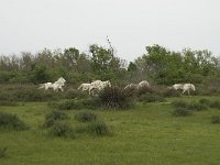 F, Bouches-du-Rhone, Arles, Domaine de la Pallisade 23, Saxifraga-Willem van Kruijsbergen