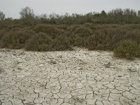 F, Bouches-du-Rhone, Arles, Domaine de la Pallisade 27, Saxifraga-Willem van Kruijsbergen