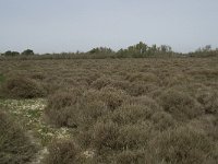 F, Bouches-du-Rhone, Arles, Domaine de la Pallisade 3, Saxifraga-Willem van Kruijsbergen