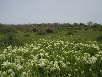 F, Bouches-du-Rhone, Arles, Domaine de la Pallisade 6, Saxifraga-Willem van Kruijsbergen