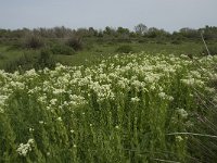 F, Bouches-du-Rhone, Arles, Domaine de la Pallisade 7, Saxifraga-Willem van Kruijsbergen