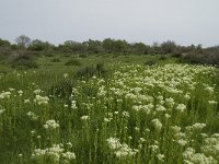 F, Bouches-du-Rhone, Arles, Domaine de la Pallisade 8, Saxifraga-Willem van Kruijsbergen