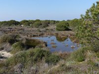 F, Bouches-du-Rhone, Arles, Etang des Batayolles 3, Saxifraga-Mark Zekhuis