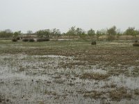 F, Bouches-du-Rhone, Arles, Marais du Vigueirat 2, Saxifraga-Willem van Kruijsbergen