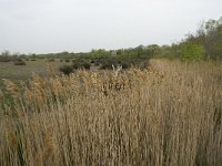 F, Bouches-du-Rhone, Arles, Marais du Vigueirat 24, Saxifraga-Willem van Kruijsbergen