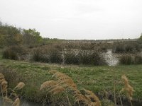 F, Bouches-du-Rhone, Arles, Marais du Vigueirat 25, Saxifraga-Willem van Kruijsbergen