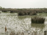 F, Bouches-du-Rhone, Arles, Marais du Vigueirat 29, Saxifraga-Willem van Kruijsbergen