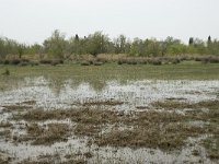 F, Bouches-du-Rhone, Arles, Marais du Vigueirat 3, Saxifraga-Willem van Kruijsbergen