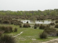 F, Bouches-du-Rhone, Arles, Marais du Vigueirat 30, Saxifraga-Willem van Kruijsbergen