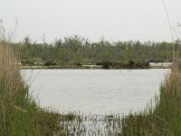 F, Bouches-du-Rhone, Arles, Marais du Vigueirat 32, Saxifraga-Willem van Kruijsbergen