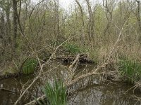 F, Bouches-du-Rhone, Arles, Marais du Vigueirat 36, Saxifraga-Willem van Kruijsbergen