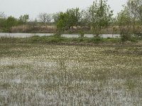 F, Bouches-du-Rhone, Arles, Marais du Vigueirat 4, Saxifraga-Willem van Kruijsbergen