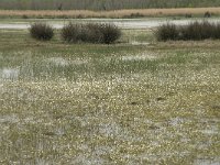 F, Bouches-du-Rhone, Arles, Marais du Vigueirat 5, Saxifraga-Willem van Kruijsbergen