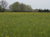 F, Bouches-du-Rhone, Arles, Mas-Thibert 2, Saxifraga-Willem van Kruijsbergen