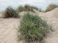 F, Bouches-du-Rhone, Saintes Maries de la Mer, Digue a la mer 2, Saxifraga-Jan van der Straaten