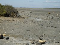 F, Bouches-du-Rhone, Saintes Maries de la Mer, Etang de Vaccares 16, Saxifraga-Marijke Verhagen