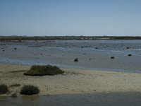 F, Bouches-du-Rhone, Saintes Maries de la Mer, Etang de Vaccares 28, Saxifraga-Marijke Verhagen