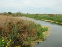 F, Bouches-du-Rhone, Saintes Maries de la Mer, Marais de Gines 5, Saxifraga-Jan van der Straaten