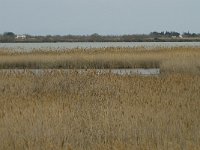 F, Bouches-du-Rhone, Saintes Maries de la Mer, Parc Ornithologique 2, Saxifraga-Willem van Kruijsbergen