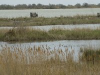 F, Bouches-du-Rhone, Saintes Maries de la Mer, Parc Ornithologique 3, Saxifraga-Willem van Kruijsbergen