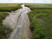 D, Schleswig-Holstein, Hallig Hamburg 1, Foto Fitis-Sytske Dijksen