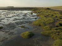 D, Schleswig-Holstein, Nordstrand, Puettenwarft 3, Saxifraga-Jan van der Straaten