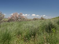 GR, Evros, Alexandroupolis, Evros Delta 77, Saxifraga-Dirk Hilbers