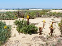 P, Faro, Olhao, Parque Natural da Ria Formosa 1, Saxifraga-Tom Heijnen