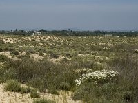 P, Faro, Tavira, Pedras del Rei 1, Saxifraga-Jan van der Straaten