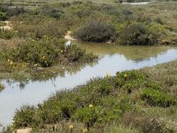 P, Faro, Tavira, Pedras del Rei 5, Saxifraga-Jan van der Straaten