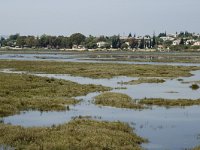 P, Faro, Tavira, Pedras del Rei 6, Saxifraga-Jan van der Straaten