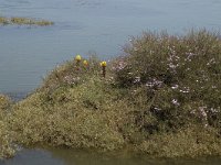 P, Faro, Tavira, Pedras del Rei 7, Saxifraga-Jan van der Straaten