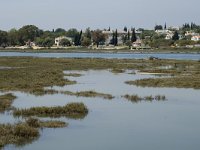 P, Faro, Tavira, Pedras del Rei 8, Saxifraga-Jan van der Straaten