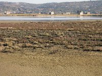 SLO, Slovensko Primorje, Piran, Secovlje salina 4, Saxifraga-Iztok Skornik