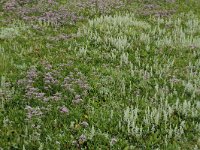 NL, Friesland, Schiermonnikoog 72, Saxifraga-Dirk Hilbers