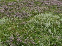 NL, Friesland, Schiermonnikoog 73, Saxifraga-Dirk Hilbers