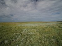 NL, Friesland, Terschelling, Boschplaat 56, Saxifraga-Dirk Hilbers