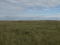 NL, Friesland, Terschelling, Boschplaat 70, Saxifraga-Dirk Hilbers